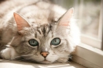 Anémia u mačiek: príznaky a liečba