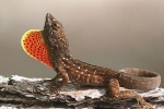 Hnedý anolis (anolis sagrei)