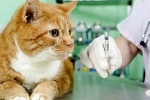 Antibiotiká pre mačky: všetky výhody a nevýhody
