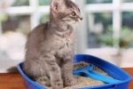 Antigadin pre mačky: spôsob, ako vycvičiť vášho domáceho maznáčika na podstielku