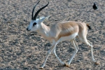 Jeyranská antilopa