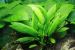 Anubias: údržba a rozmnožovanie akváriových rastlín