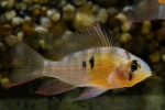 Apistogram bolívijského motýľa (mikrogeophagus altispinosus)