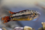 Kakadu apistogramový (apistogramma cacatuoides)