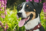 Appenzellerský salašnícky pes: tyran, ľahko sa cvičí