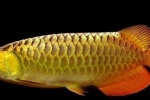 Arowana - vzhľad zachovaný z obdobia jury