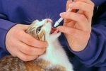 Škrkavky u mačiek: príznaky a liečba