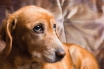 Ataxia u psov: príznaky a liečba
