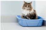 Atónia močového mechúra u mačky: príznaky a liečba