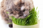 Nedostatok vitamínov u mačiek: príznaky a liečba
