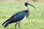 Ibis austrálsky