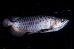 Arowana ázijská (scleropages formosus)