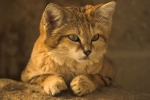 Piesková mačka: popis druhu