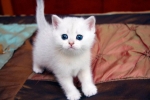 Biela mačka: prehľad plemien so snehovou farbou