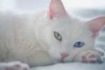 Biela mačka s modrými očami: popis plemena, charakter, funkcie starostlivosti