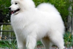 Biele chlpaté plemená psov: popis a vlastnosti