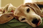 Besnota u psov - príčiny, typy, symptómy a liečba smrteľného ochorenia