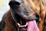 Bloodhoundi sú neúnavní a dokonalí bloodhoundi