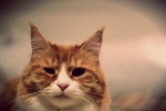 Blefaritída u mačiek: príznaky a liečba
