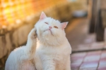 Blšia dermatitída u mačiek: príznaky a liečba
