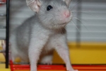 Choroby okrasných potkanov - príčiny, symptómy a liečba