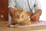 Choroby mačiek: popis, príznaky a metódy liečby