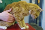 Ochorenie obličiek u mačiek (zlyhanie obličiek, pyelonefritída, glomerulonefritída)