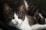 Ochorenie obličiek u mačiek: príznaky a liečba