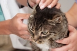 Choroby uší u mačiek: príznaky a liečba