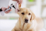 Choroby uší u psov: príznaky a liečba