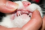 Choroby zubov u mačiek: príznaky a liečba
