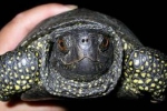 Marsh korytnačka doma, starostlivosť, popis