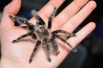 Brachypelma albopilosum: udržiavanie pavúka brachipelma albopilosum