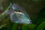 Diamantová tetra