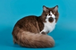 Britská dlhosrstá mačka: popis plemena