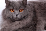 Britská dlhosrstá mačka - vzhľad, charakter plemena a správanie