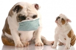 Bronchitída u psov: príznaky a liečba