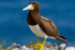 Hnedý gannet