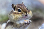 Chipmunkovia