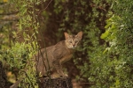 Chausie