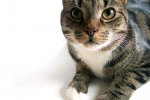 Prečo je pyelonefritída u mačiek nebezpečná a ako sa jej zbaviť