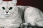 Prečo je polycystická choroba obličiek u mačiek nebezpečná a aké metódy liečby sa používajú?