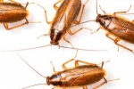 Prečo sú šváby nebezpečné? Kontrolujeme anténami a infikujeme labkami