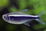 Čierne neóny - krásna ryba s pokojným temperamentom