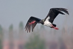 Bocian čierny (ciconia nigra)