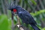 Kakadu čierny