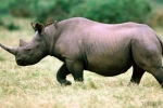Čierny nosorožec je silné zviera
