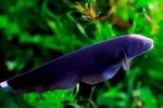 Čierny nôž alebo čierny princ je akváriová ryba?
