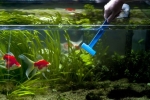 Čistenie akvária s rybami a rastlinami doma