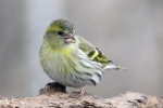 Siskin (lat. Carduelis spinus)